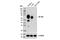 V-Set Domain Containing T Cell Activation Inhibitor 1 antibody, 14572T, Cell Signaling Technology, Western Blot image 