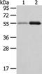 XK Related 3 antibody, orb525447, Biorbyt, Western Blot image 