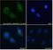 A-Kinase Anchoring Protein 9 antibody, PA5-18345, Invitrogen Antibodies, Immunofluorescence image 