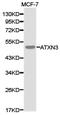ATXN3 antibody, TA327022, Origene, Western Blot image 