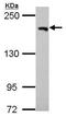 Ubiquitin carboxyl-terminal hydrolase 47 antibody, PA5-30661, Invitrogen Antibodies, Western Blot image 