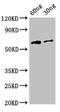 Morphogenetic neuropeptide antibody, orb51506, Biorbyt, Western Blot image 