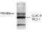 Collagen Type XXV Alpha 1 Chain antibody, NB300-248, Novus Biologicals, Western Blot image 
