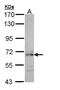 Cell division control protein 45 homolog antibody, PA5-22027, Invitrogen Antibodies, Western Blot image 