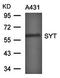 Synaptotagmin 1 antibody, orb43509, Biorbyt, Western Blot image 