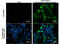 Ebola virus antibody, GTX134036, GeneTex, Immunofluorescence image 