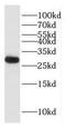 Haloacid Dehalogenase Like Hydrolase Domain Containing 3 antibody, FNab03811, FineTest, Western Blot image 