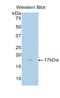 Membrane Metalloendopeptidase antibody, LS-C295561, Lifespan Biosciences, Western Blot image 