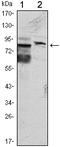 Kelch Like Family Member 11 antibody, A16260, Boster Biological Technology, Western Blot image 
