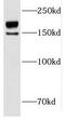 Putative DNA helicase INO80 complex homolog 1 antibody, FNab04322, FineTest, Western Blot image 