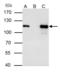 Minichromosome Maintenance Complex Component 3 antibody, GTX110241, GeneTex, Immunoprecipitation image 
