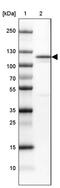 MORC Family CW-Type Zinc Finger 4 antibody, PA5-51379, Invitrogen Antibodies, Western Blot image 