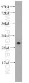Klk8 antibody, 14232-1-AP, Proteintech Group, Western Blot image 