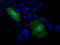 Platelet glycoprotein 4 antibody, TA500921, Origene, Immunofluorescence image 