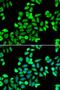 Cell Division Cycle 16 antibody, LS-C346277, Lifespan Biosciences, Immunofluorescence image 