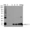 Hsp17.7 antibody, SPC-309B, StressMarq, Western Blot image 