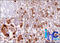 POMC antibody, AM50155PU-T, Origene, Immunohistochemistry frozen image 