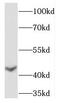 Translocase Of Inner Mitochondrial Membrane 44 antibody, FNab08700, FineTest, Western Blot image 