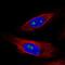 Zinc Finger Protein 57 antibody, PA5-66435, Invitrogen Antibodies, Immunofluorescence image 