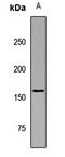 Rho Guanine Nucleotide Exchange Factor 11 antibody, orb412668, Biorbyt, Western Blot image 