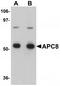 Cell division cycle protein 23 homolog antibody, TA319757, Origene, Western Blot image 