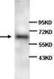 Loxl antibody, TA310063, Origene, Western Blot image 