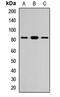 Fc receptor-like protein 3 antibody, orb411777, Biorbyt, Western Blot image 