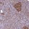 Tripartite Motif Containing 17 antibody, HPA054908, Atlas Antibodies, Immunohistochemistry frozen image 