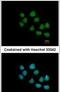 Calcium-responsive transactivator antibody, PA5-30500, Invitrogen Antibodies, Immunofluorescence image 