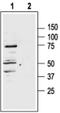Melanocortin 1 Receptor antibody, PA5-77487, Invitrogen Antibodies, Western Blot image 