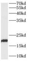 ADP Ribosylation Factor Like GTPase 1 antibody, FNab00571, FineTest, Western Blot image 