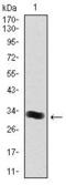 Thrombopoietin antibody, GTX60583, GeneTex, Western Blot image 