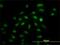 Interferon Regulatory Factor 2 antibody, H00003660-M01, Novus Biologicals, Immunofluorescence image 
