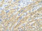 Muscleblind Like Splicing Regulator 1 antibody, ARP41227_P050, Aviva Systems Biology, Immunohistochemistry frozen image 