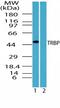 TARBP2 Subunit Of RISC Loading Complex antibody, TA337046, Origene, Western Blot image 