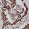 Rh Family C Glycoprotein antibody, FNab07279, FineTest, Immunohistochemistry frozen image 