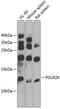 MT-1A antibody, 23-934, ProSci, Western Blot image 