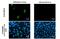 Influenza virus antibody, GTX125974, GeneTex, Immunofluorescence image 