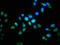 Heparin-binding growth factor 1 antibody, LS-C375723, Lifespan Biosciences, Immunofluorescence image 
