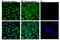 Yes Associated Protein 1 antibody, 14074S, Cell Signaling Technology, Immunocytochemistry image 