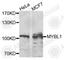MYB Proto-Oncogene Like 1 antibody, A9829, ABclonal Technology, Western Blot image 