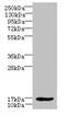 LIM Domain Only 3 antibody, CSB-PA844705LA01HU, Cusabio, Western Blot image 