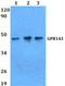 G Protein-Coupled Receptor 143 antibody, A02921, Boster Biological Technology, Western Blot image 