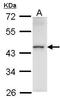 Homeobox Containing 1 antibody, GTX104189, GeneTex, Western Blot image 