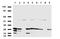 PYM1 antibody, UM800099CF, Origene, Western Blot image 
