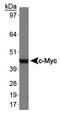 c-Myc antibody, TA336686, Origene, Western Blot image 