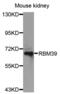 RNA Binding Motif Protein 39 antibody, abx004565, Abbexa, Western Blot image 