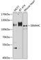 Semaphorin 4C antibody, A08069-1, Boster Biological Technology, Western Blot image 