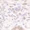 Cleavage Stimulation Factor Subunit 1 antibody, A301-250A, Bethyl Labs, Immunohistochemistry paraffin image 