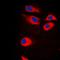 Ribosomal Protein S9 antibody, orb214544, Biorbyt, Immunocytochemistry image 